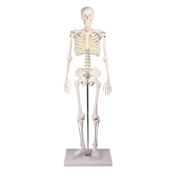 Miniatur-Skelett